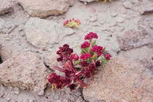 TREKKING NEL DESERTO DI ATACAMA 2015